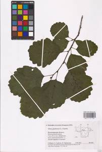 Alnus glutinosa (L.) Gaertn., Eastern Europe, Central region (E4) (Russia)