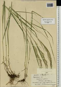 Agrostis gigantea Roth, Eastern Europe, Central region (E4) (Russia)