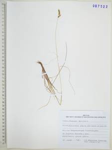 Anthoxanthum monticola (Bigelow) Veldkamp, Siberia, Russian Far East (S6) (Russia)