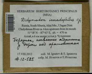 Didymodon icmadophilus (Schimp. ex Müll. Hal.) K. Saito, Bryophytes, Bryophytes - Western Siberia (including Altai) (B15) (Russia)