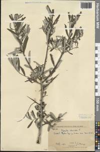 Hippophae rhamnoides L., Siberia, Baikal & Transbaikal region (S4) (Russia)