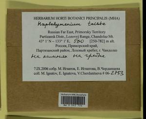 Haplohymenium triste (Ces.) Kindb., Bryophytes, Bryophytes - Russian Far East (excl. Chukotka & Kamchatka) (B20) (Russia)