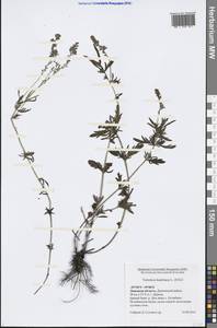 Veronica austriaca L., Eastern Europe, Central forest-and-steppe region (E6) (Russia)
