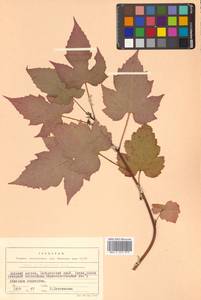 Rubus crataegifolius Bunge, Siberia, Russian Far East (S6) (Russia)