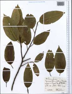 Pygeum africanum Hook. fil., Africa (AFR) (Ethiopia)