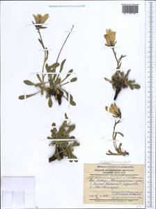 Campanula tridentata subsp. biebersteiniana (Schult.) Ogan., Caucasus, Krasnodar Krai & Adygea (K1a) (Russia)