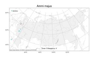 Ammi majus L., Atlas of the Russian Flora (FLORUS) (Russia)