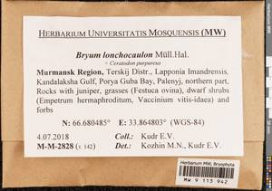 Ptychostomum lonchocaulon (Müll. Hal.) J.R. Spence, Bryophytes, Bryophytes - Karelia, Leningrad & Murmansk Oblasts (B4) (Russia)