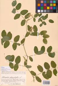 Astragalus glycyphyllos L., Eastern Europe, Lower Volga region (E9) (Russia)