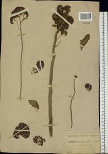 Hylotelephium telephium (L.) H. Ohba, Eastern Europe, Middle Volga region (E8) (Russia)