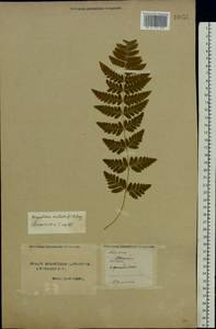 Dryopteris cristata (L.) A. Gray, Eastern Europe, Northern region (E1) (Russia)