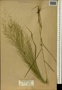 Eragrostis aspera (Jacq.) Nees, Africa (AFR) (Mali)