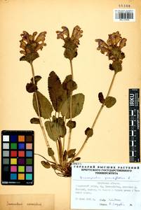 Dracocephalum grandiflorum L., Siberia, Baikal & Transbaikal region (S4) (Russia)