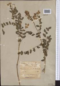 Hedysarum semenovii Regel & Herder, Middle Asia, Western Tian Shan & Karatau (M3) (Not classified)