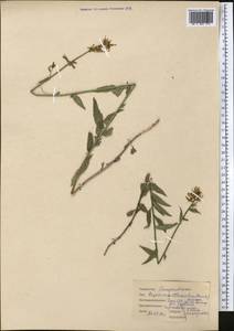 Asyneuma argutum subsp. argutum, Middle Asia, Pamir & Pamiro-Alai (M2) (Tajikistan)