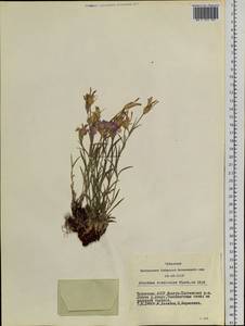 Dianthus chinensis, Siberia, Altai & Sayany Mountains (S2) (Russia)