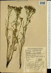 Saussurea salicifolia (L.) DC., Mongolia (MONG) (Mongolia)