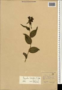 Epipactis helleborine (L.) Crantz, Caucasus, Stavropol Krai, Karachay-Cherkessia & Kabardino-Balkaria (K1b) (Russia)