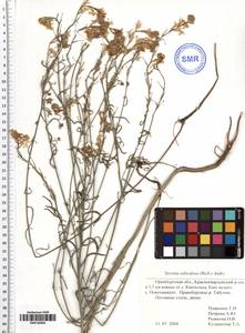 Erysimum siliculosum (M. Bieb.) DC., Eastern Europe, Eastern region (E10) (Russia)