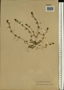 Veronica hederifolia L., Eastern Europe, South Ukrainian region (E12) (Ukraine)