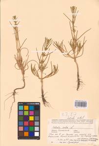 Soda inermis (Moench) Fourr., Eastern Europe, Lower Volga region (E9) (Russia)