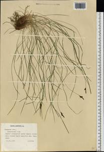 Carex montana L., Eastern Europe, North-Western region (E2) (Russia)
