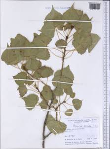 Populus deltoides subsp. monilifera (Ait.) Eckenwalder, America (AMER) (United States)