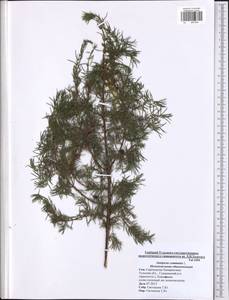 Juniperus communis L., Eastern Europe, Central region (E4) (Russia)