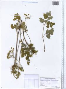 Chaerophyllum temulum L., Eastern Europe, North Ukrainian region (E11) (Ukraine)