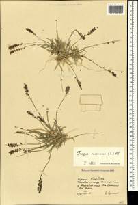 Tragus racemosus (L.) All., Crimea (KRYM) (Russia)