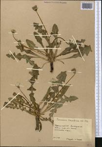 Taraxacum bessarabicum (Hornem.) Hand.-Mazz., Middle Asia, Karakum (M6) (Turkmenistan)