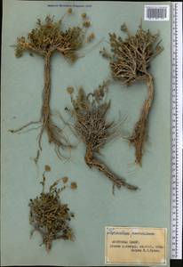 Xylanthemum pamiricum (Hoffm.) Tzvel., Middle Asia, Pamir & Pamiro-Alai (M2) (Tajikistan)