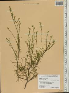 Silene supina M. Bieb., Eastern Europe, Central forest-and-steppe region (E6) (Russia)