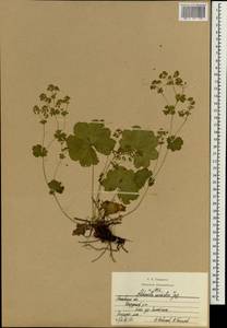Alchemilla sarmatica Juz., Eastern Europe, Moscow region (E4a) (Russia)