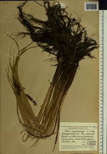 Carex lyngbyei Hornem., Siberia, Chukotka & Kamchatka (S7) (Russia)