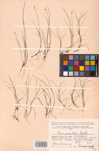 Carex pauciflora Lightf., Eastern Europe, Northern region (E1) (Russia)