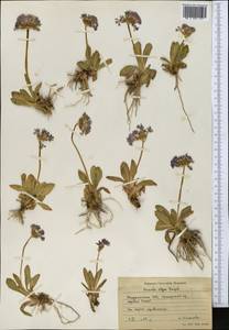Primula warshenewskiana subsp. olgae (Regel) Halda, Middle Asia, Pamir & Pamiro-Alai (M2) (Kyrgyzstan)