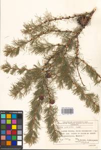 Larix sibirica Ledeb., Eastern Europe, Moscow region (E4a) (Russia)