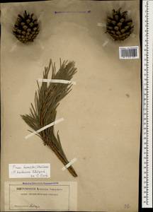 Pinus sylvestris var. hamata Steven, Caucasus (no precise locality) (K0)