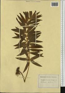Polygonatum verticillatum (L.) All., Western Europe (EUR) (Switzerland)