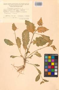 Rhamphospermum arvense (L.) Andrz. ex Besser, Eastern Europe, Lower Volga region (E9) (Russia)