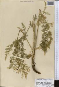 Scaligeria ugamica Korovin, Middle Asia, Northern & Central Tian Shan (M4) (Kyrgyzstan)