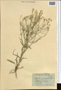 Lepidium coronopifolium Fisch. ex DC., Middle Asia, Northern & Central Kazakhstan (M10) (Kazakhstan)