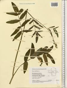 Sium latifolium L., Eastern Europe, Central region (E4) (Russia)
