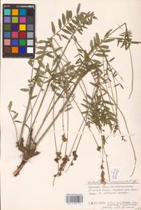 Onobrychis viciifolia Scop., Eastern Europe, Lower Volga region (E9) (Russia)