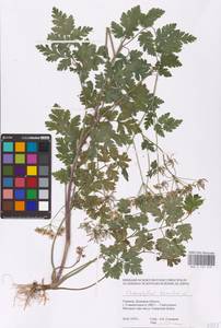 Chaerophyllum temulum L., Eastern Europe, South Ukrainian region (E12) (Ukraine)