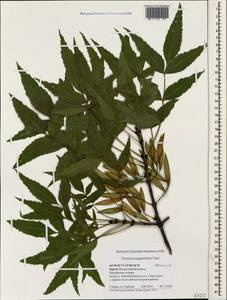 Fraxinus angustifolia Vahl , nom. cons., Crimea (KRYM) (Russia)
