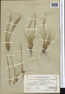 Stipa orientalis Trin., Middle Asia, Muyunkumy, Balkhash & Betpak-Dala (M9) (Kazakhstan)