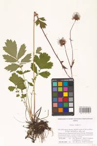 Geum rivale L., Eastern Europe, Northern region (E1) (Russia)