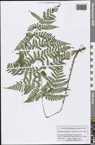 Dryopteris expansa (C. Presl) Fraser-Jenk. & Jermy, Eastern Europe, Middle Volga region (E8) (Russia)